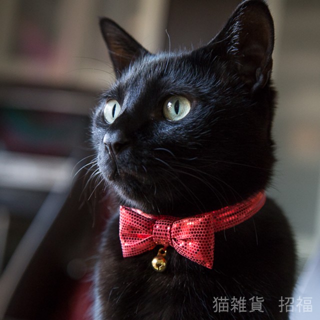 ジジの赤いリボン マジックテープ仕様 蝶ネクタイ 鈴付 日本製 ハンドメイド 猫雑貨 招福