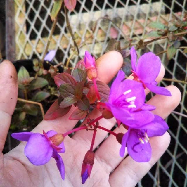 野ボタン 小ピンク9cmポット苗 Hanazukin 花ずきん 農家直送の花苗 シンビジュームの花束