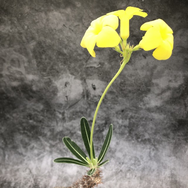 Pachypodium Gracilius パキポディウム グラキリス 発根開花済み株 Botany Craft