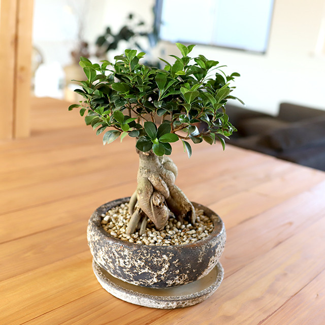 美脚ガジュマル 奇緑屋 Kimidoriya