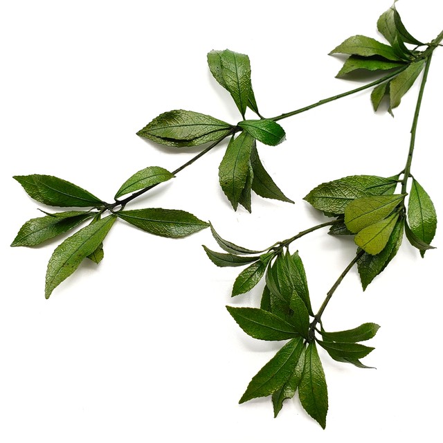 馬酔木 あせび シャイニーグリーン プリザーブドフラワー アトリエ明日音 アトリエ明日音 名古屋花材問屋 プリザーブドフラワー ドライフラワー ハーバリウム花材 資材