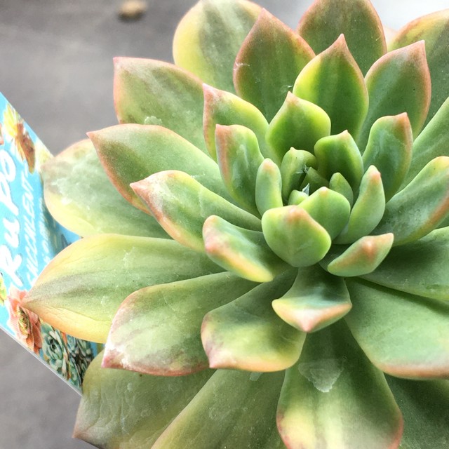 マッコス錦 韓国苗 Rupo 多肉植物専門店