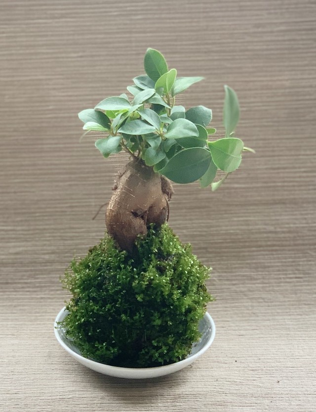 父の日にも 苔玉ミニ盆栽ガジュマル Mizuki
