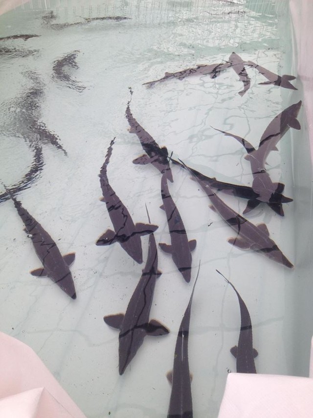 生きたままのチョウザメ ベステル種2 3歳魚 Vegefrufarm