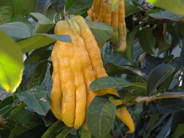 仏手柑 ブッシュカン ｓ 小 ファーム田形