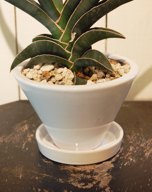 サンセベリア ロブスタブルー Neo Green