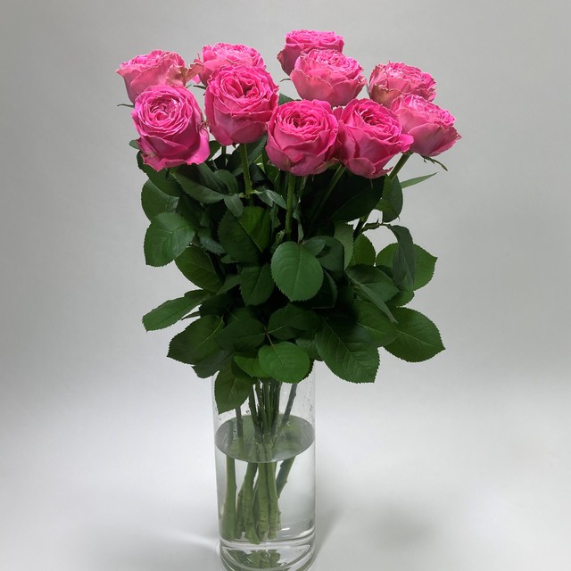 Rose ボムグラニット 10本 (JAひまわり バラ部会)