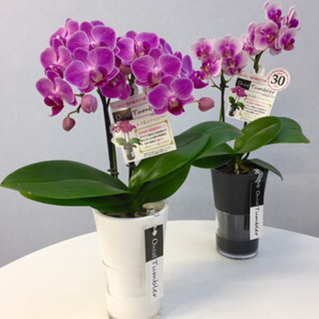 ミディ胡蝶蘭3号 中輪系 タンブラースリムポット2fピンク 送料込 よいはな Yoihana 最高品質のお花をお届けするネット通販