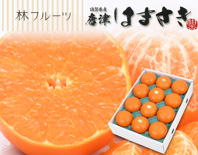 唐津 はまさき〔送料無料、はまさき、唐津、からつ、柑橘、詰め合わせ、贈答用〕