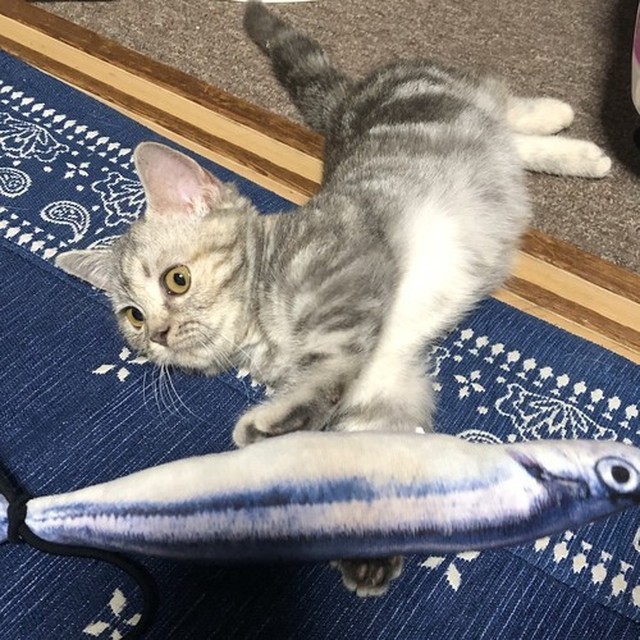 No 4015 サンマ 30cm 猫 けりぐるみ 魚 ビッグサイズ 30cm 大きい さんま 秋刀魚 おもちゃ 蹴りぐるみ ぬいぐるみ Next Dream