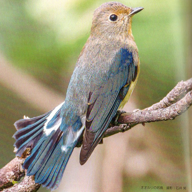 森林に囀る美しい鳥達 綺麗に写真を撮る秘訣 カワセミ 野鳥写真集 ネイチャー写真集出版のグローブ社