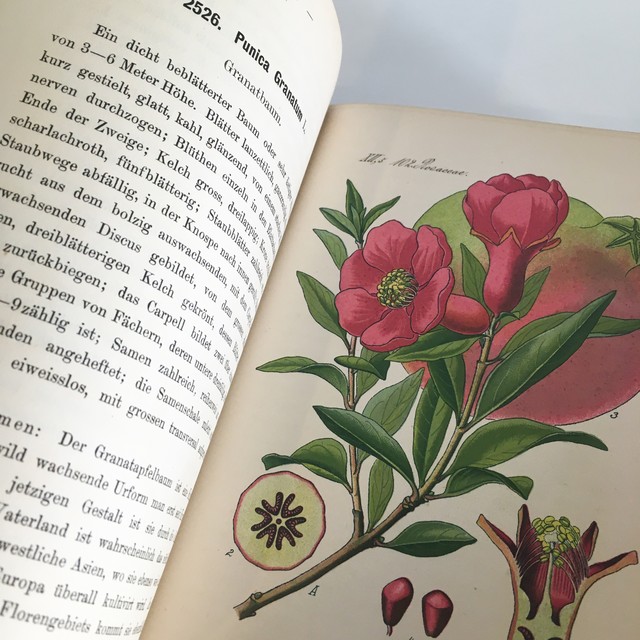 Ernst Hallier ドイツの植物図鑑 Vol 25 カラープレート116枚 1800年後半 クロモリトグラフ べるりんのーと