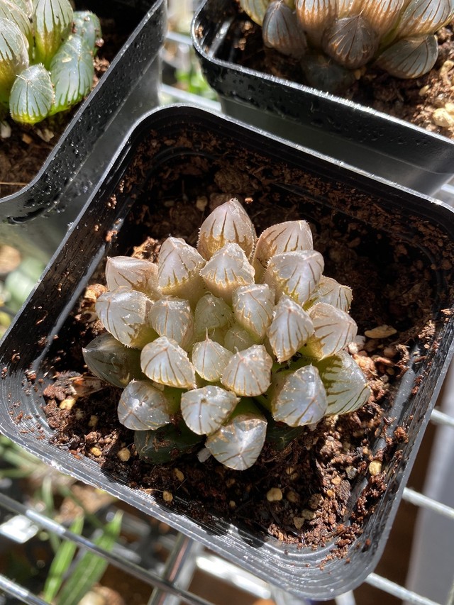 ハオルチア ブラックオブツーサ Haworthia 多肉植物 Bios Plants