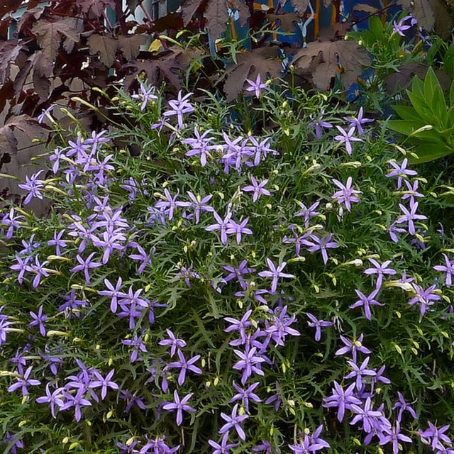 白 パステルカラーの花 天空のバラ園 無農薬バラ苗 花苗 クレマチス ハーブ産直販売