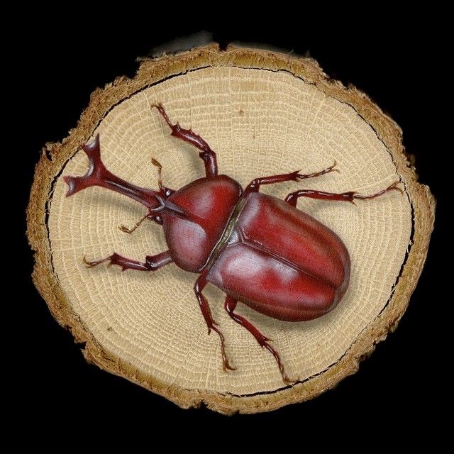 原画 輪切り絵アート 赤いカブトムシ Ver1 4 Lucanus Maculifemoratus ｊギャラプラス