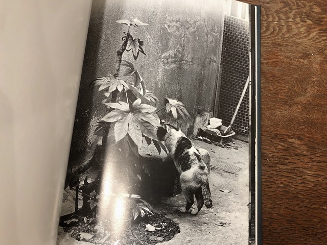武田花 うちの猫 よその猫 古本 七月堂古書部