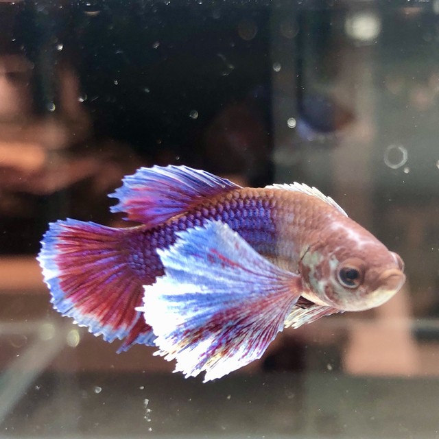 ベタ ダンボ 緋色系 オス 泡 Abuku