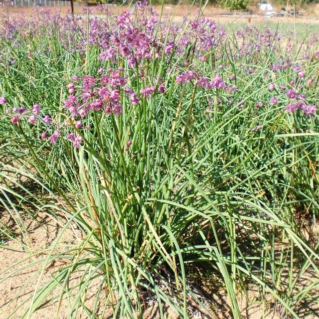 能登海洋深層水 国産らっきょう 白ワイン漬 １００g お漬物 かねなかや次兵衛