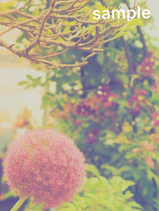 4 2 ポンポン花 鎌倉のフォトガイドとゆるふわな花の写真素材 海乃シェリーみう写真館