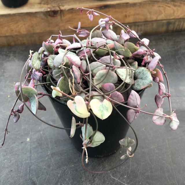 レディハート ハートカズラ斑入り Rupo 多肉植物専門店