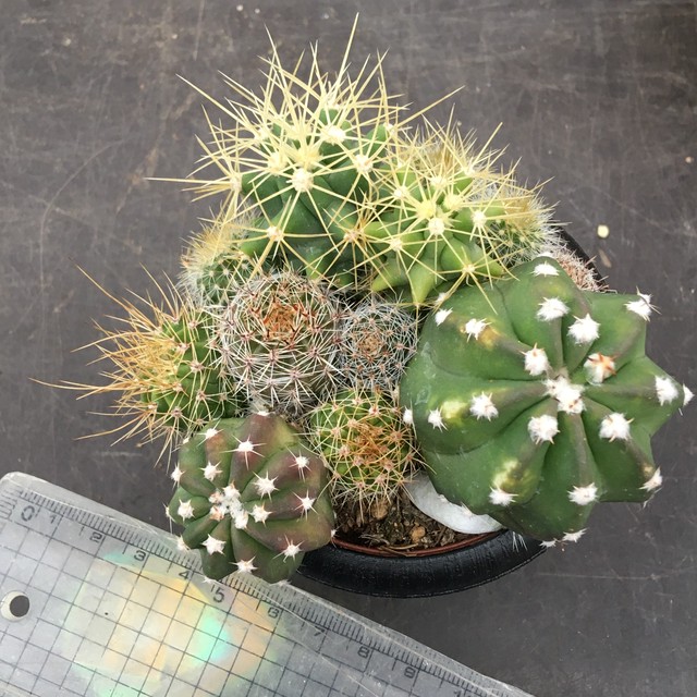 サボテン寄せ植え Rupo 多肉植物専門店 サボテン寄せ植え Rupo 多肉植物専門店