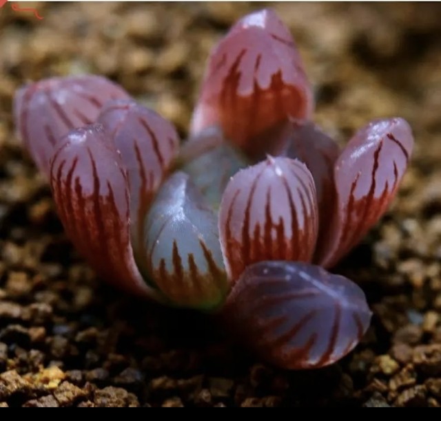 多肉植物 ハオルチア 紫オブツーサ スターサファイア Succulents Forest