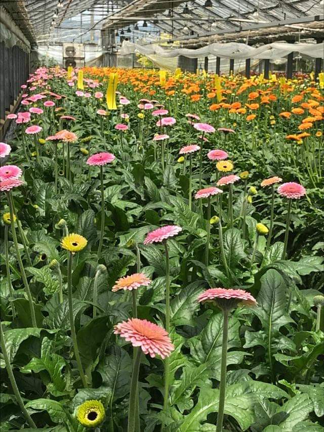 5月26日以降発送 日時指定不可 農家直送ガーベラ30本セット Flower Cycle Marche 株式会社rin