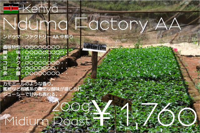 ケニア ンドゥマ・ファクトリー AA - Midium Roast - (200g)