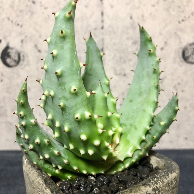 アロエ 鬼切丸 スクエアジャンクポット Planet Plants プラネットプランツ