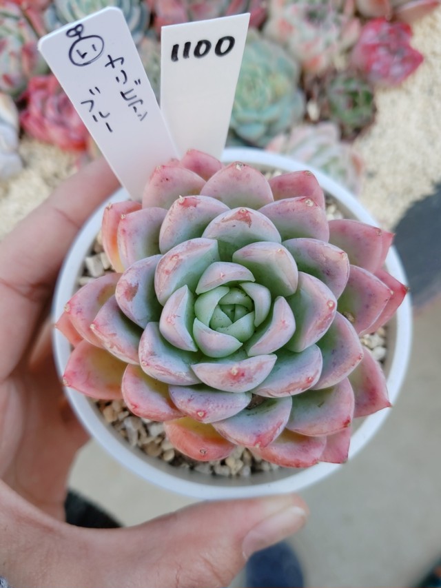 多肉植物 カリビアンブルー 多肉屋 芽吹