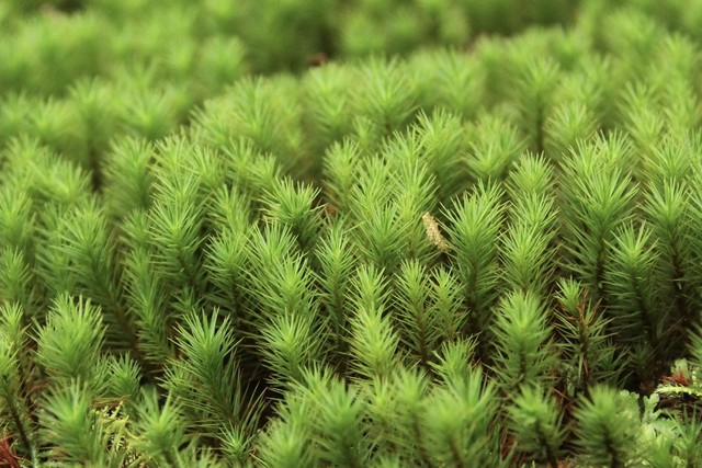 スギゴケ 苔テラリウム コケリウム用生苔 苔むすび