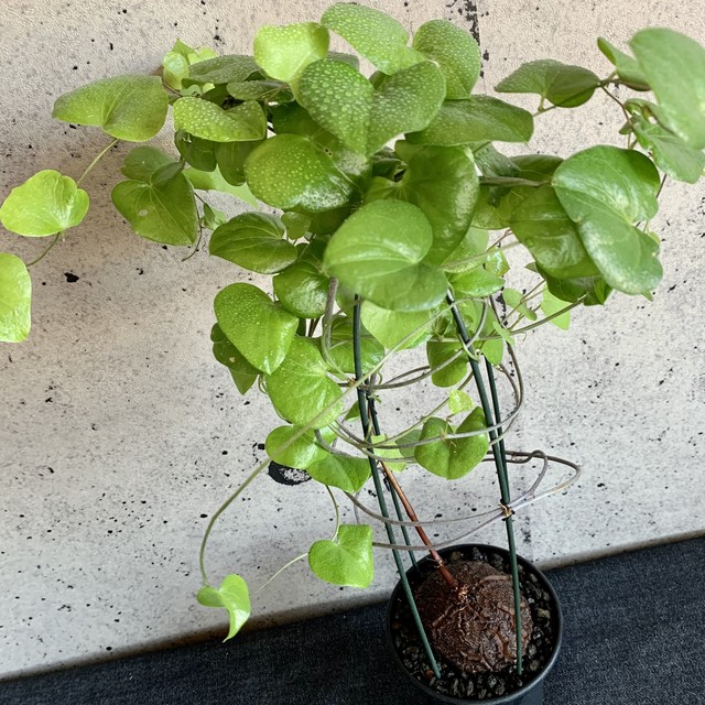 ディオスコレア エレファンティペス 亀甲竜 Planet Plants プラネットプランツ