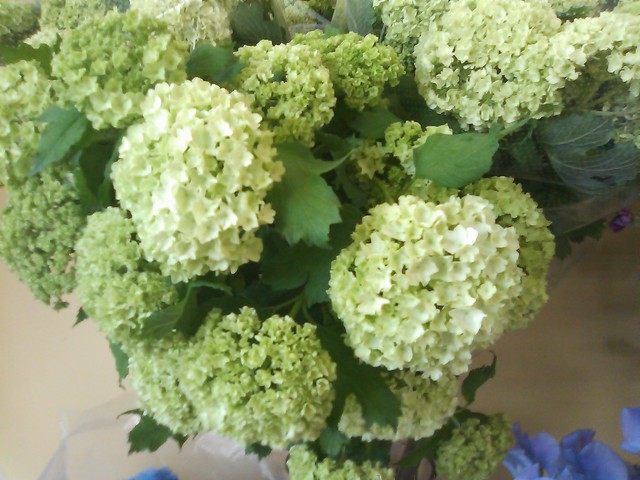 淡い緑の優しい花 ビバーナム 切花 Ajisai