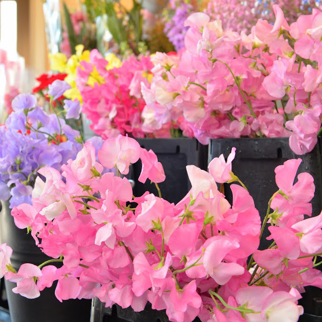 幸福の花 スィートピー 50本 いわい生花 Base店