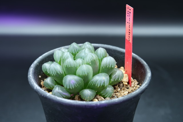 ハオルチア Ob 1 Haworthia 多肉植物 Bios Plants