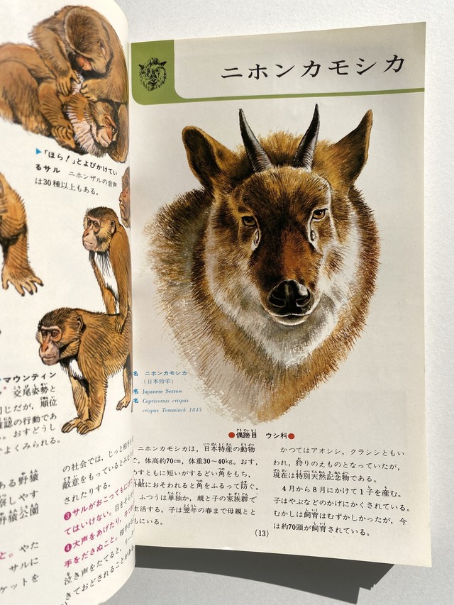 日本の動物 哺乳類 自然観察と生態シリーズ10 Julybooks 七月書房