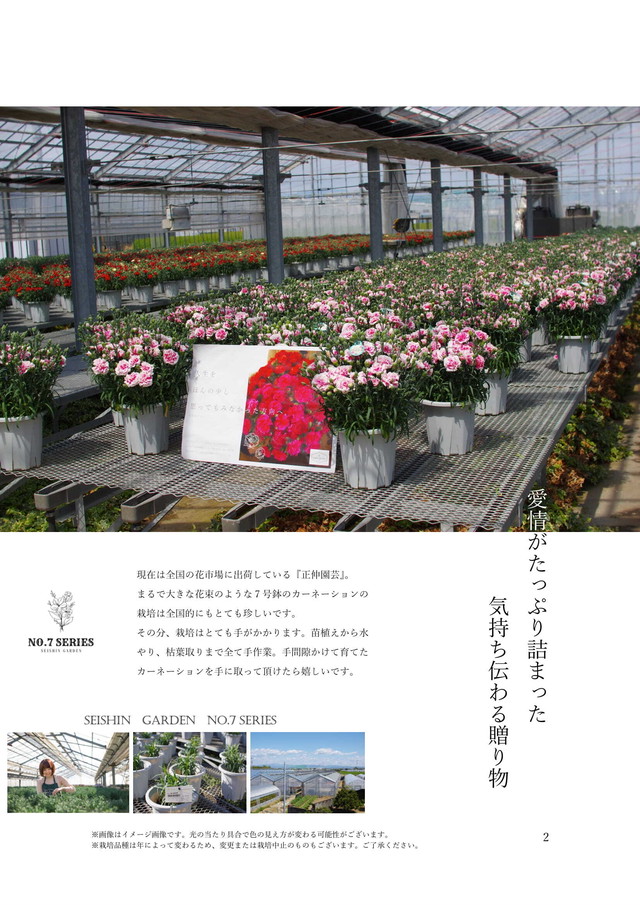 母の日 ダブルカラー 送料無料カーネーション Seishin Garden 母の日にカーネーションを
