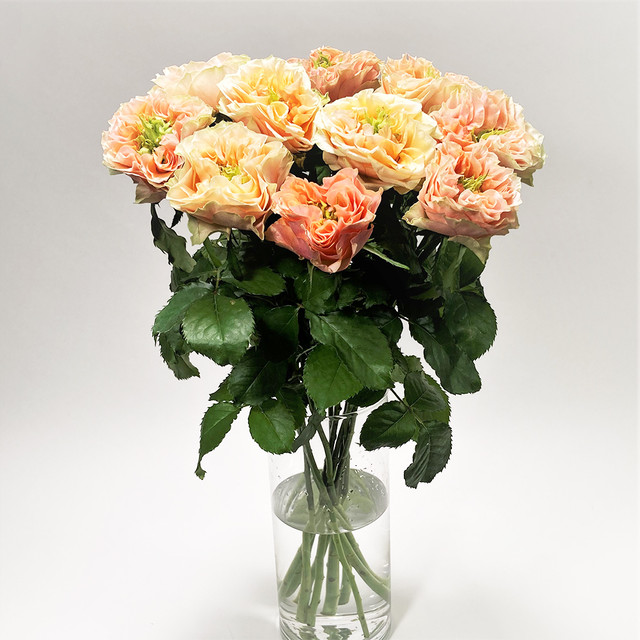 Rose フォセット 10本 (JAひまわり バラ部会)