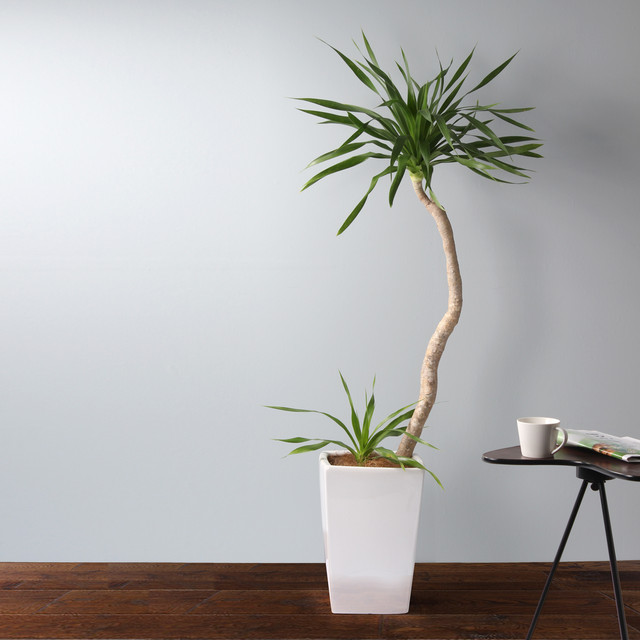 ドラセナ ドラコ 圧倒的な存在感 Le Plantes