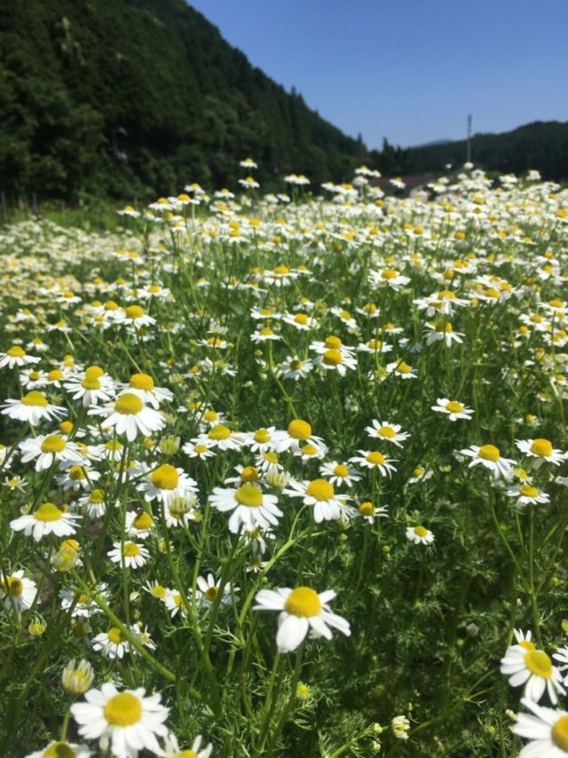 ドライジャーマンカモミール Otofuku