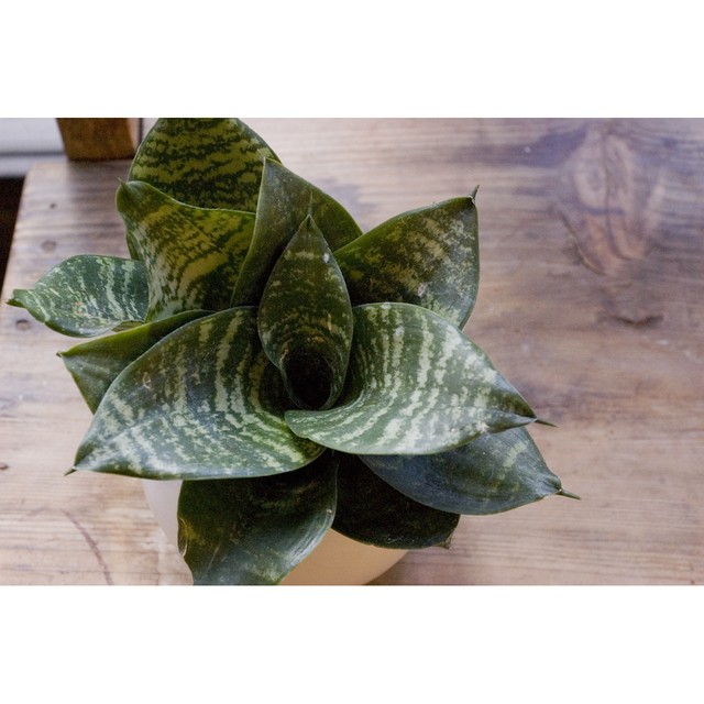 サンセベリア ハニー Neo Green