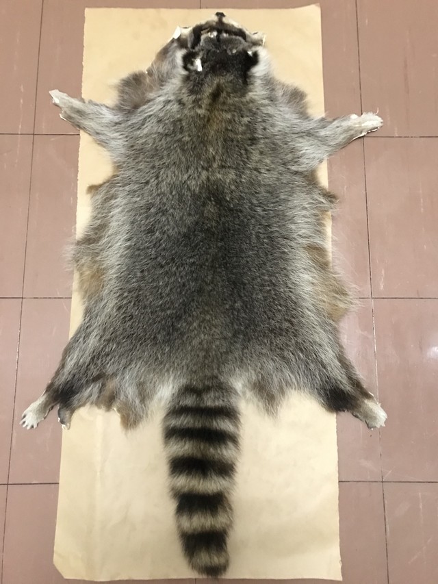 現在は北海道のアライグマの販売です アライグマ毛皮 エゾタヌキもあり 北海道産 ラクーン Npo法人北海道自然資源活用機構