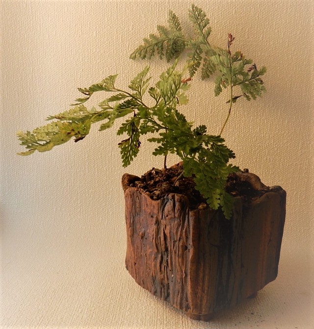 流木型ミニ植木鉢 露光窯shop 流木型ミニ植木鉢 露光窯shop