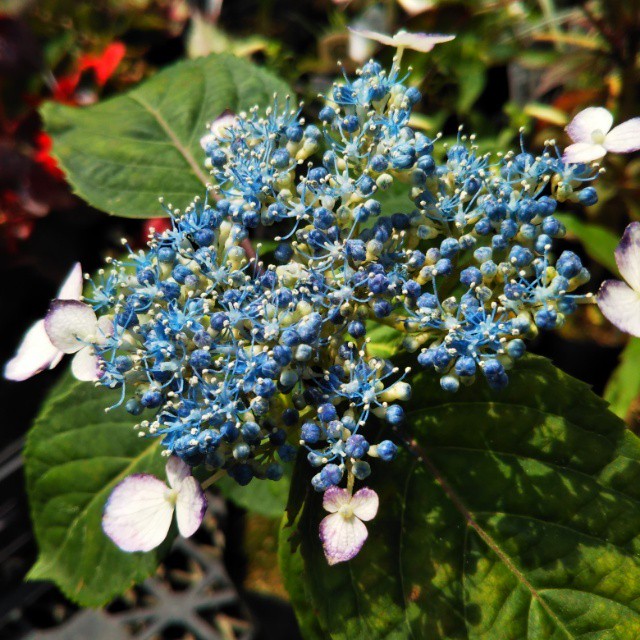 紅ガク山アジサイ10 5cmポット苗 Hanazukin 花ずきん 農家直送の花苗 シンビジュームの花束