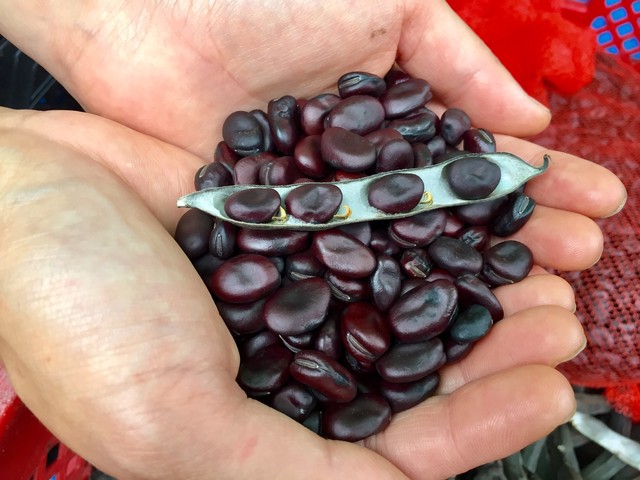 年産 自然栽培 赤そら豆 自社農場 札幌 100g 北海道産の自然栽培作物をつかった加工品の製造 販売 ときの森 衣食住