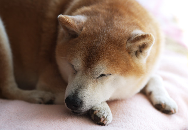 除菌 抗菌 消臭 保湿 ブラッシングスプレー ペット 清拭美容液 Bowery Pet Care バワリーペットケア