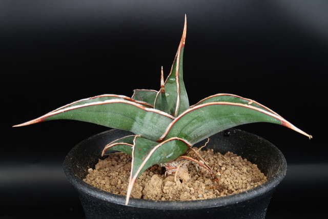 サンセベリア サンスベリア シルバーキング ムーンシャイン Sansevieria Moonshine 観葉植物 Bios Plants