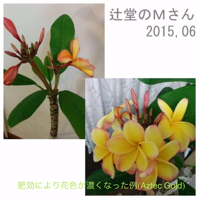 プルメリアの開花促進に最適 魅惑の有機肥料 Happy Plumeria 原体1 5kg袋 Plumeria Exchange By Tropical Village