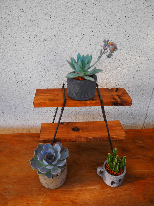 コンクリート鉢の多肉のベラボン ヤシの繊維 植え 寄せ植え屋 コンクリート鉢の多肉のベラボン ヤシの繊維 植え 寄せ植え屋