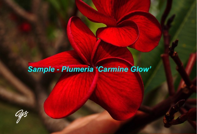 世界の名花post Card クキアット博士のプルメリア Vol 1 情熱の色のプルメリア 6枚セット Hawaiian Gardeners Market